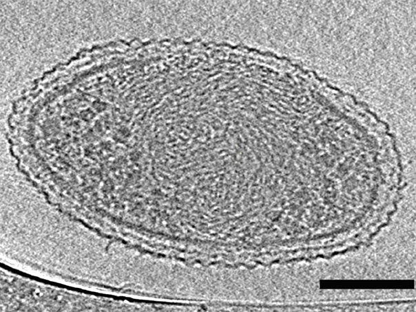Imaginea articolului Oamenii de ştiinţă au descoperit cea mai mică formă de viaţă de pe Pământ - FOTO
