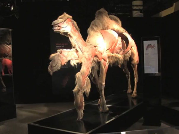 Imaginea articolului Expoziţie controversată cu animale disecate şi plastifiate, realizată de creatorul "The Human Body" - FOTO, VIDEO