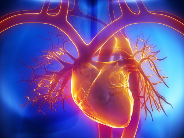 Imaginea articolului STUDIU: Cercetătorii au reuşit să stimuleze regenerarea celulelor muşchiului cardiac