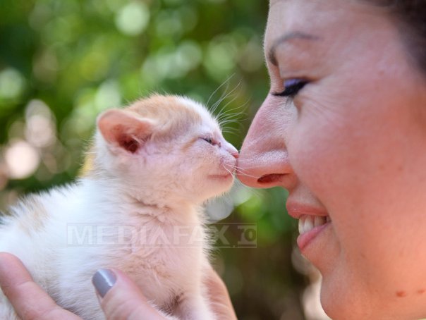 Imaginea articolului Legătura dintre pisici şi notele slabe: Un parazit care "controlează mintea" umană – FOTO