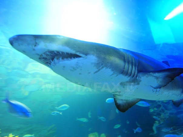Imaginea articolului Un dinte uriaş de rechin, aparţinând unei specii preistorice, a fost găsit pe o plajă din SUA - FOTO