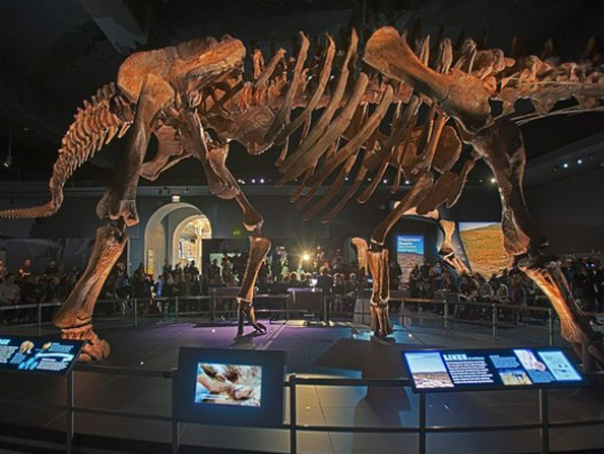 Imaginea articolului Bătrânul dinozaur Zarafasaura Oceanis nu va mai fi vândut la licitaţie