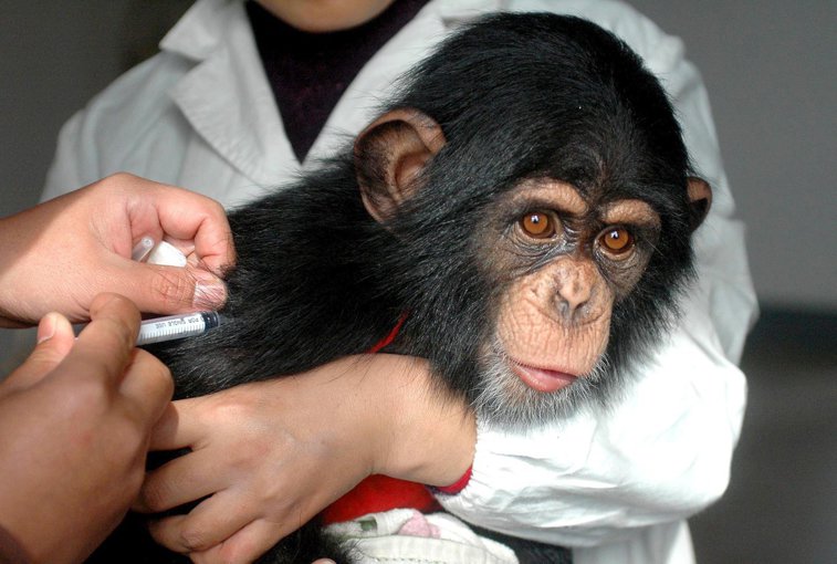 Imaginea articolului Ce s-a întâmplat cu maimuţele injectate cu vaccinul anti-COVID produs la Oxford după 4 săptămâni de la testare