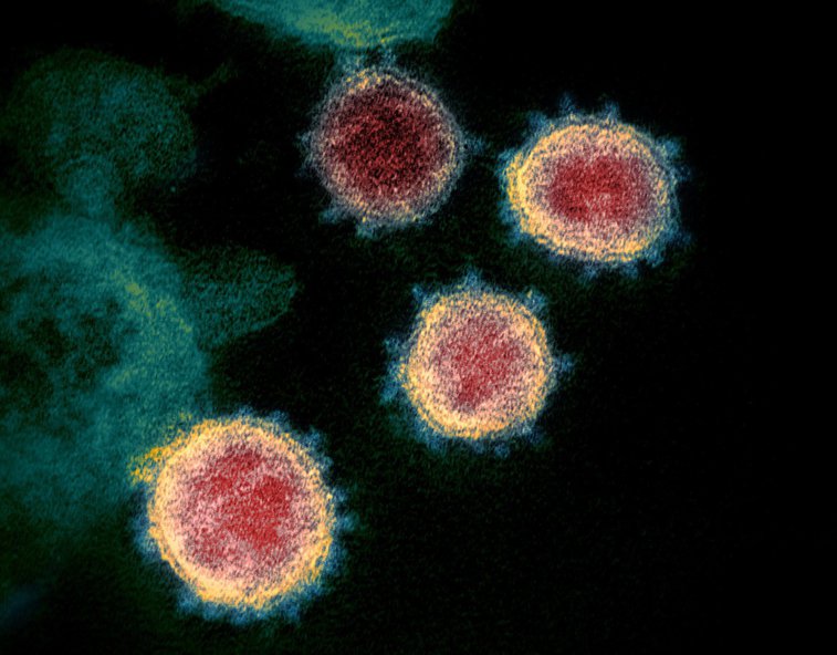 Imaginea articolului Veste uriaşă: Experţii germani au descoperit anticorpii care previn răspândirea coronaviruslui. "Este categoric un mare pas înainte"
