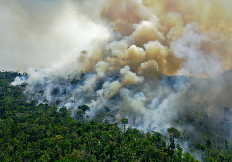 Imaginea articolului Pădurea tropicală amazoniană, aproape de punctul de a se tranforma în savană. Ce implicaţii aduce această schimbare
