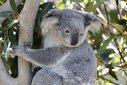 Imaginea articolului 30 septembrie este ziua "Salvaţi Ursul Koala"