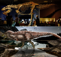 Imaginea articolului De ce T-Rex avea pene şi braţele mici? Cele mai recente studii despre regele Cretacicului 