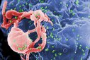 Imaginea articolului Poate un vaccin anti-HIV să genereze un răspuns imunitar eficient? 