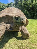 Imaginea articolului Broasca ţestoasă Jonathan, cel mai bătrân animal terestru din lume, împlineşte 190 de ani