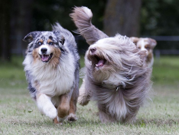 Imaginea articolului Studiu: Câinii te ajută să scapi de stres şi să fii mai concentrat