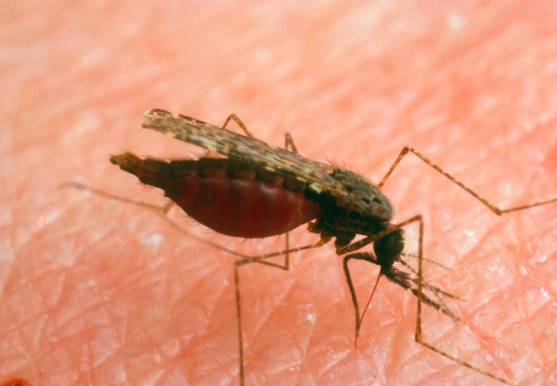 Expert: Bolile transmise de ţânţari se răspândesc în Europa din cauza crizei climatice