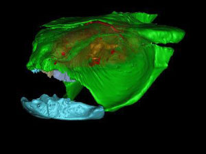 Un creier vechi de 300 de milioane de ani a fost descoperit (Imagine: www.sciencedaily.com)