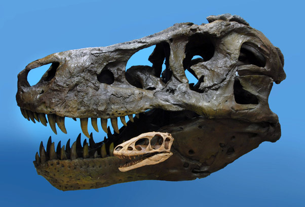 Craniu de tiranozaur şi unul de Raptorex