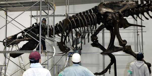 Cel mai mare T-Rex descoperit până în prezent, botezat Sue