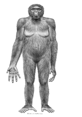 Reconstituire a Ardipithecus ramidus, după scheletul descoperit în 1994