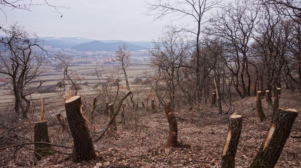 Hoia-Baciu, una dintre cele mai faimoase păduri din România, a căzut pradă tăierilor de copaci. Poiana Rotundă, cunoscută pentru „fenomene paranormale”, ar putea deveni legendă | FOTO