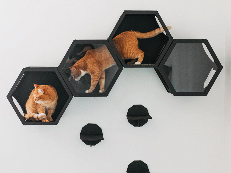 Business MAGAZIN. Cum au ajuns Cats Mode să creeze rafturi suspendate de formă hexagonală, unde pisicile se odihnesc sau supraveghează camerele de la înălţime 