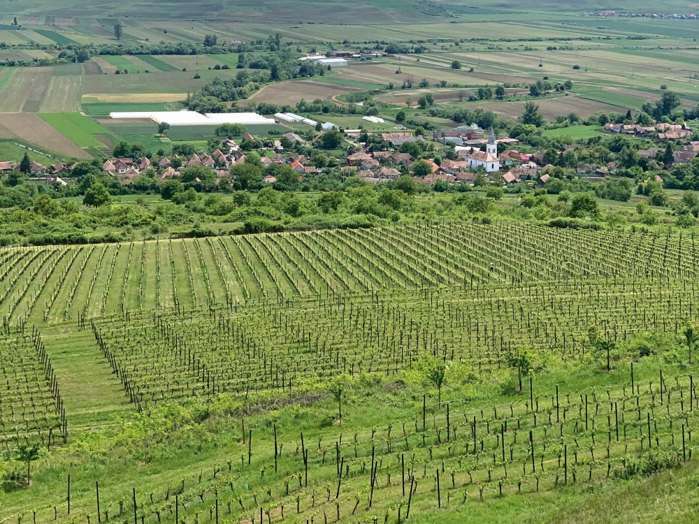 ANALIZĂ ZF. Harta exporturilor româneşti de vin: Cinci ţări europene ţin în spate 70% din volumele trimise peste graniţă, dar China şi Japonia cumpără cel mai scump vin local