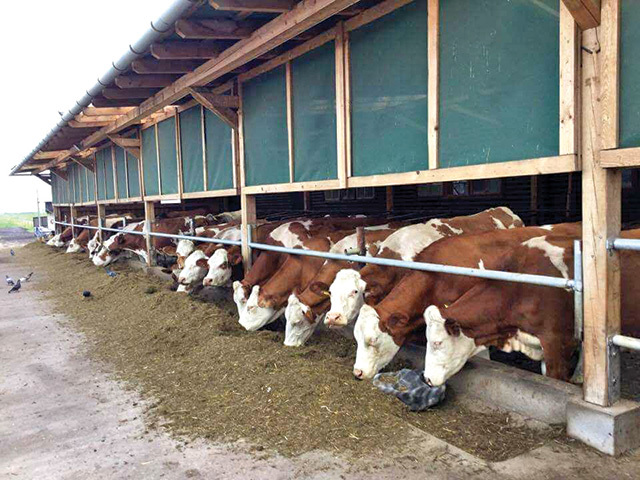Fermier: „Ne lăudăm că suntem pe primul loc la producţia de porumb în UE, dar suntem pe locul zece la efectivul de bovine, ceea ce înseamnă că nu facem ce trebuie.“ Austria are de şapte ori mai multe vaci raportate la terenul arabil
