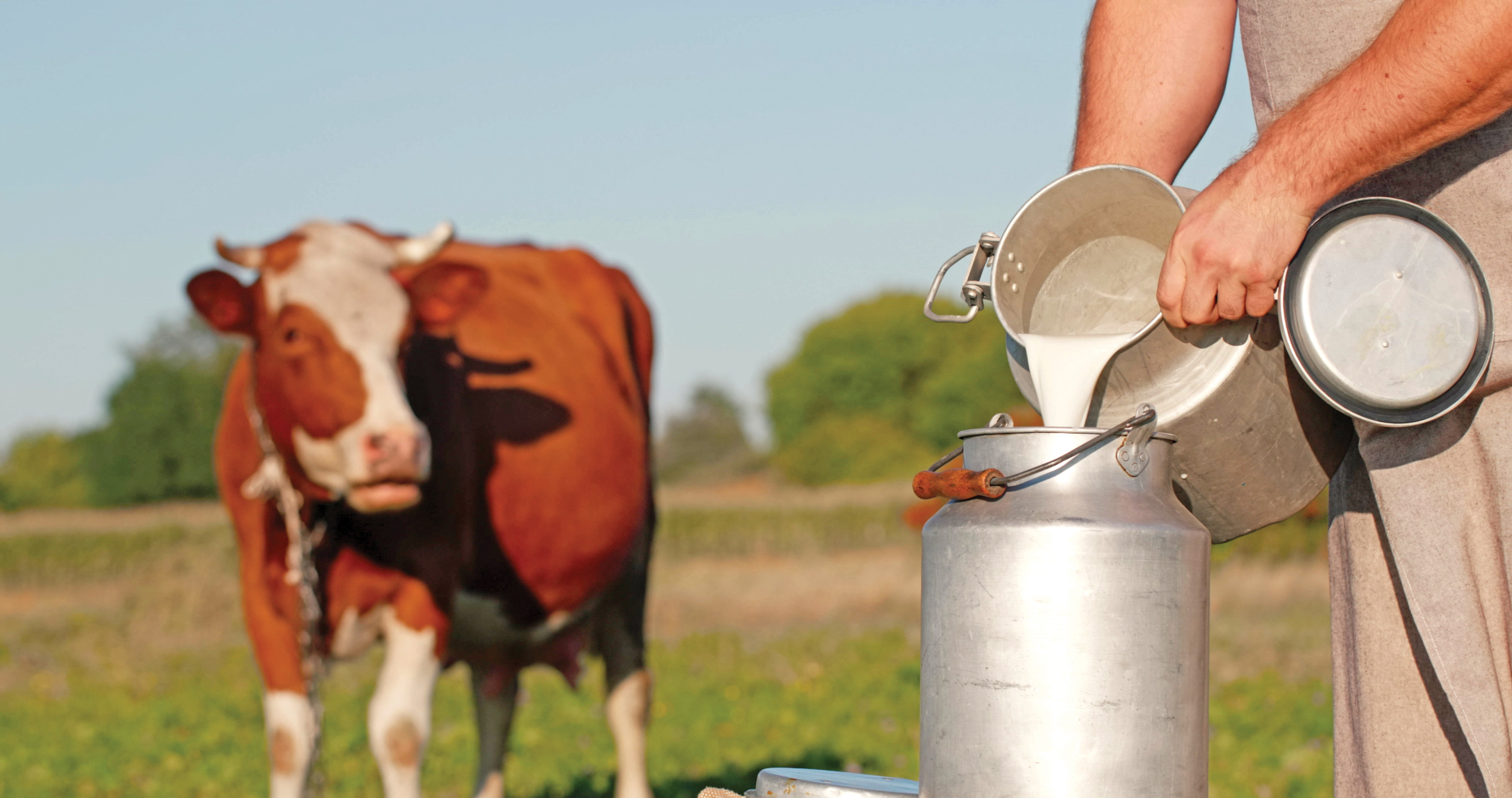 Tihomir Petcov, proprietarul com­paniei Agromilk Holstein, un crescător de 200 de vaci din localitatea Satu Mare din judeţul Arad a luat fonduri europene de 5 mil. lei pentru modernizarea fermei: „Trebuie să investim în acest sector şi să producem mai mult lapte, pentru că acum 60% vine din import“
