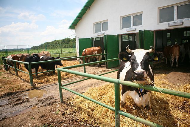 O fermă din Bistriţa-Năsăud în care vacile sunt mulse de roboţi a primit o finanţare de 400.000 de euro