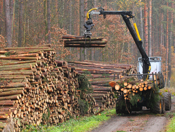 Cătălin Tobescu, director Fordaq: „Preţul lemnului de foc a luat-o ...