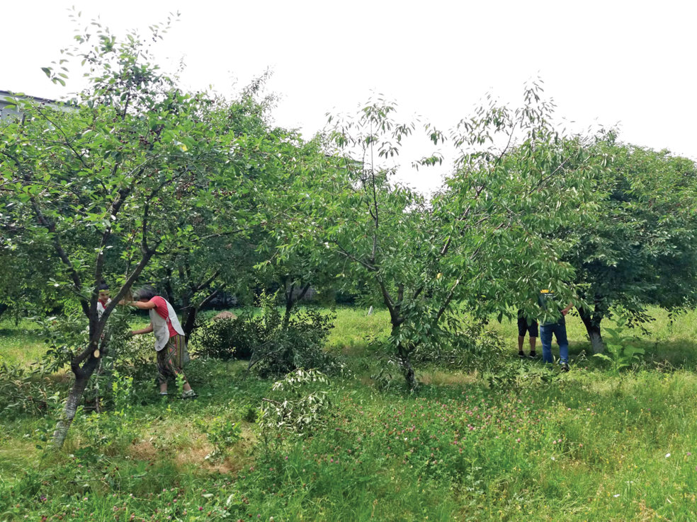 Pagina verde. Mai multe ONG-uri valorifică spaţiile verzi din Bucureşti în grădini pe care le iau în îngrijire: „Putem salva anual de la gropile de gunoi peste 100.000 de tone de deşeuri vegetale“
