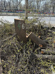 Pagina verde. Primăria Capitalei a transplantat nouă copaci de pe bd. Ghencea pentru a extinde strada. „Astfel de lucrări nu sunt frecvente“