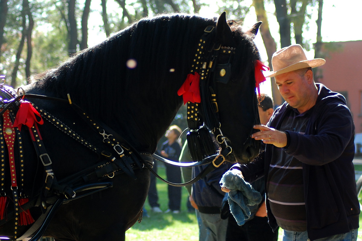 Cel mai mare proprietar de cai din România vinde 300 de animale pe an, la un preţ mediu de 3.200 lei