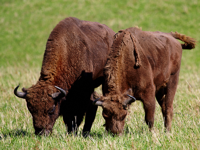 Investiţie de 1,5 mil. euro într-o fermă de bizoni la Cluj