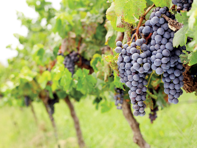 Vinul bulgăresc s-ar putea scumpi din iarnă cu 10-15%