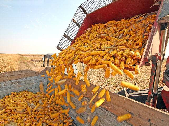 România este pe locul trei în UE la exportul de cereale către pieţele  extracomunitare. La porumb