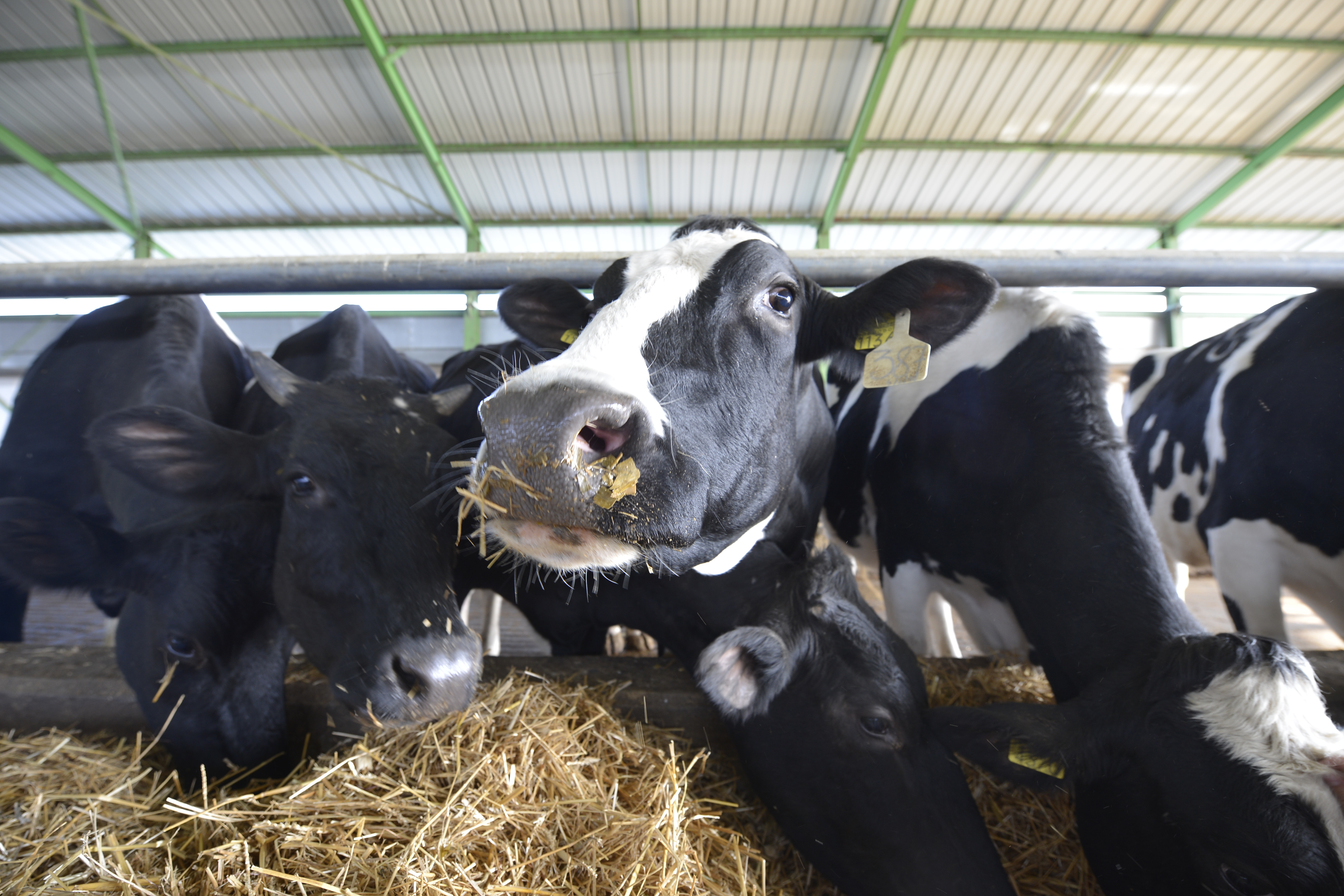 O fermă de vite din Satu Mare este scoasă la vânzare pentru un preţ de 105.000 de euro