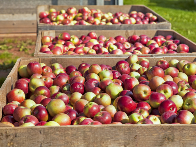Doar o treime din consumul de fructe este acoperit din producţie internă