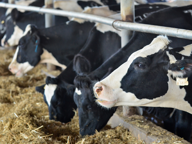 Fermier cu 150 de vaci de carne: Stau cu animalele pe stoc, toată piaţa e blocată