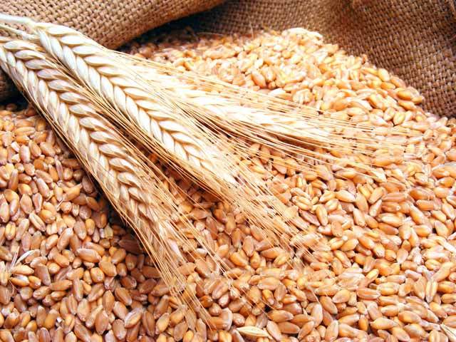 Traderul ADM spulberă speranţele de creştere a preţului grâului: Sunt cantităţi mari disponibile