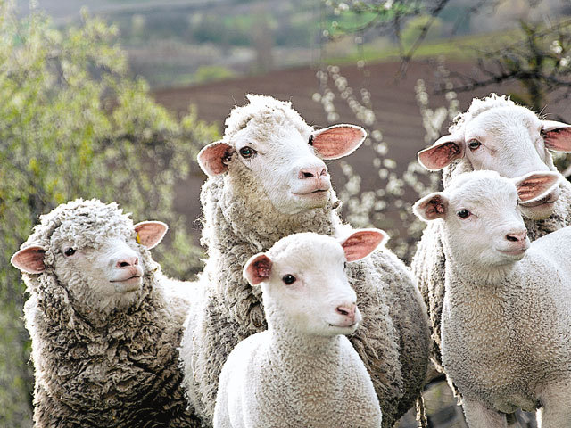 Comercianţii de ovine, blocaţi de o epidemie: Dacă pierdem ţările arabe, suntem morţi