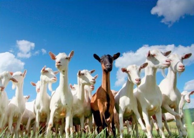 Elcomex: 4.000 de capre produc lapte pentru export şi Mega Image în Dobrogea