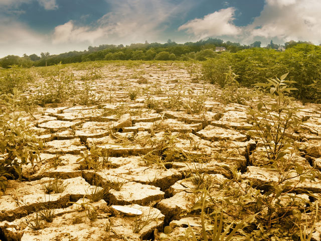 Seceta face ravagii: Zeci de mii de hectare de culturi agricole din judeţul Timiş, afectate de secetă