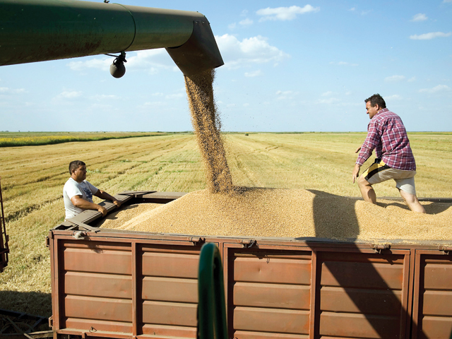 Preţul grâului românesc la export, mai mic cu 11% faţă de începutul anului. Porumbul, mai ieftin cu 2%