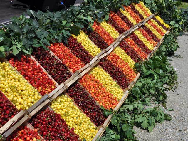 Fermierii români au costuri mari şi nu pot concura la preţ cu furnizorii din străinătate