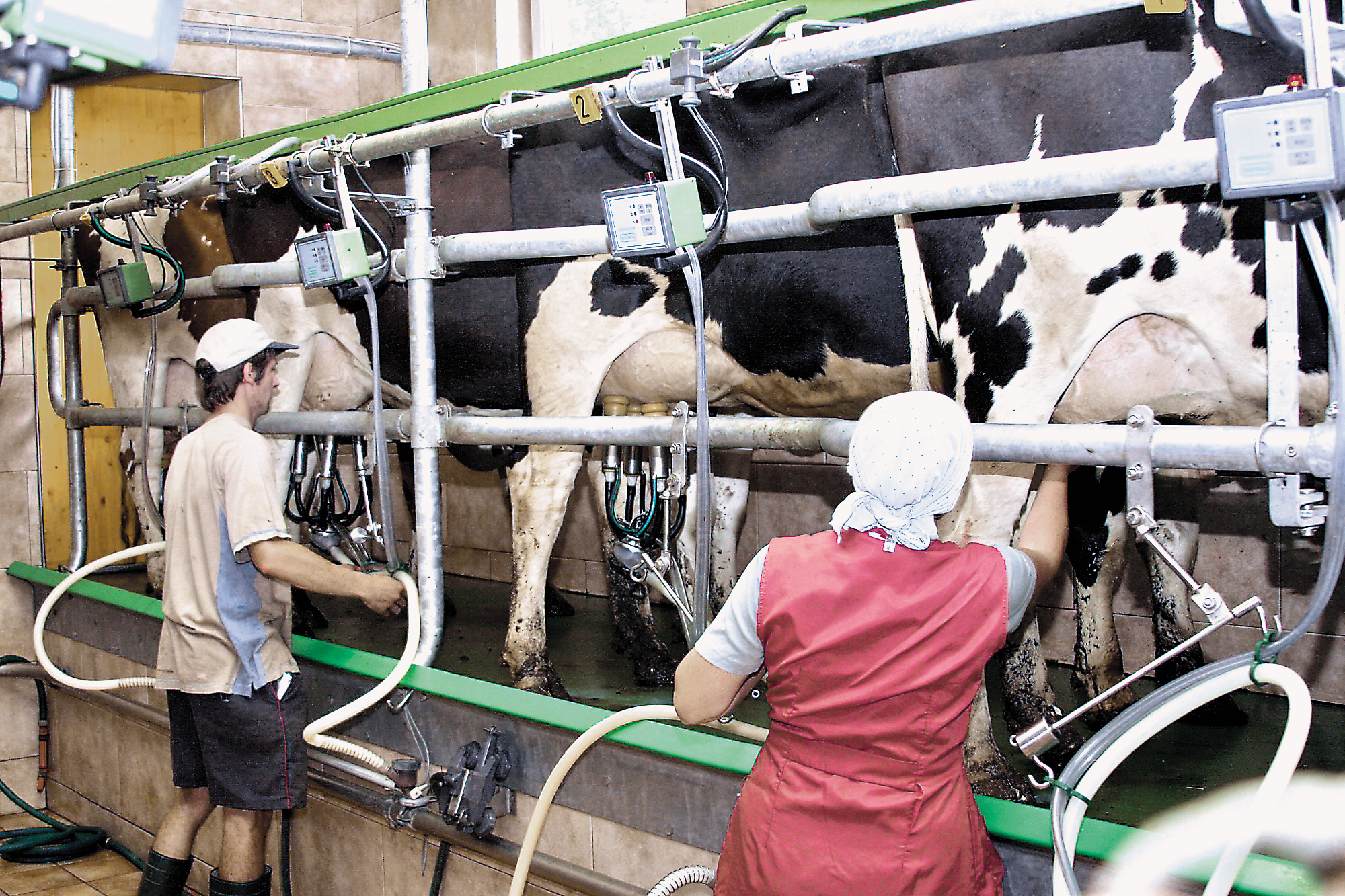 Fermierii nemţi sunt în criză: laptele a ajuns mai ieftin decât apa minerală