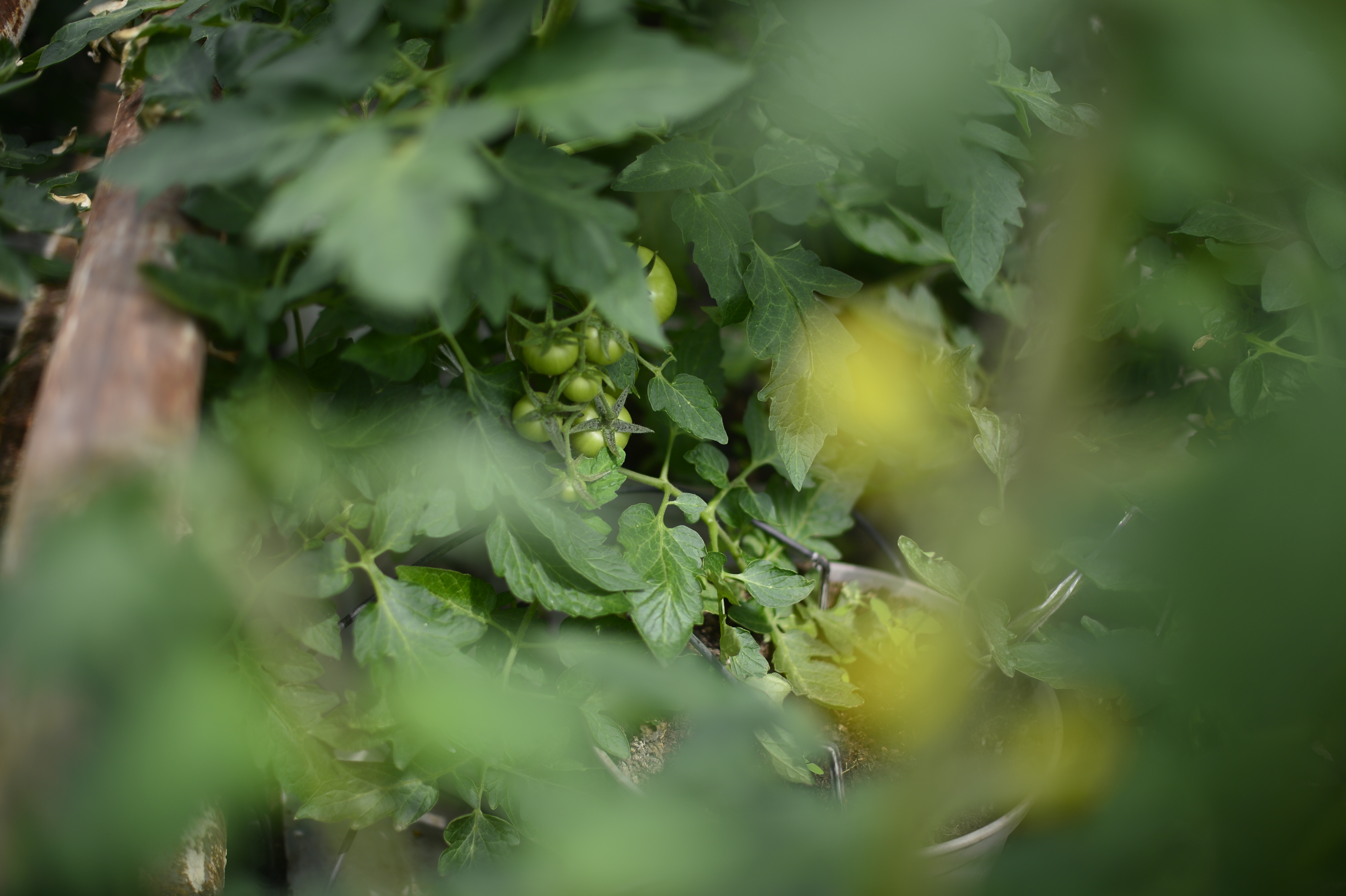 Ministrul agriculturii a fost la producătorii de tomate...