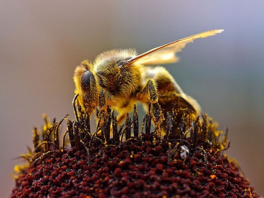 Crescătorii de albine au la dispoziţie 32,5 mil. lei pentru achiziţia de echipamente şi utilaje apicole, bani alocaţi prin Programului Naţional Apicol