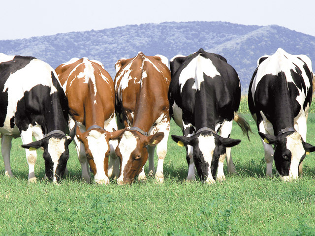 Un exportator de viţei din Timişoara a luat fonduri europene de 2,6 mil. euro pentru a construi o fermă de creştere a bovinelor în judeţul Bihor