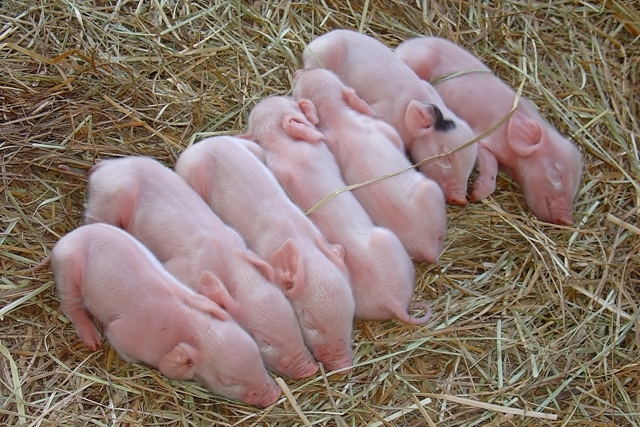 Primii 30 de crescători de porcine din România aduc peste jumătate din businessul industriei