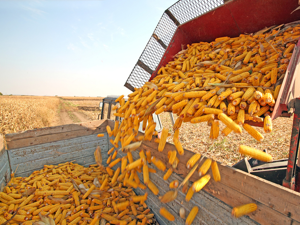 Într-o ţară agricolă, primii cinci traderi de cereale din România sunt străini