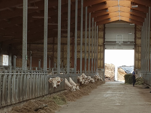 Ferma de vaci de carne Ecoagrotec din Galaţi vrea să acceseze 2 mil. euro din fonduri europene pentru construcţia unui nou grajd cu 300 de bovine