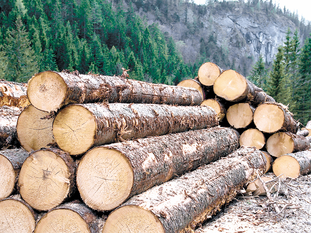 Agenţia americană pentru Investigaţii de Mediu: Schweighofer şi-a vândut pădurile pentru a pasa responsabilitatea privind tăierile ilegale asupra furnizorilor
