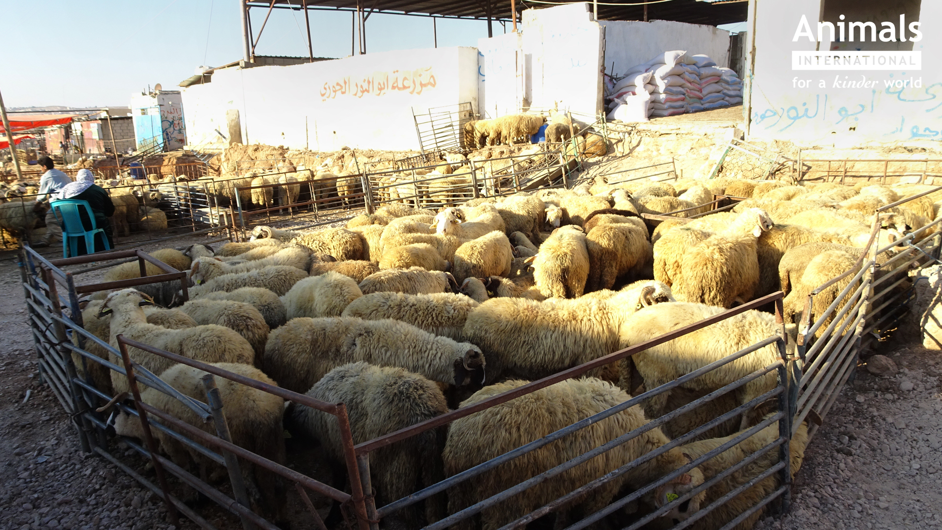 Animals International: Mieii româneşti pleacă la export la un preţ de 100-200 lei per animal şi ajung în Iordania la un preţ de 5 ori mai mare